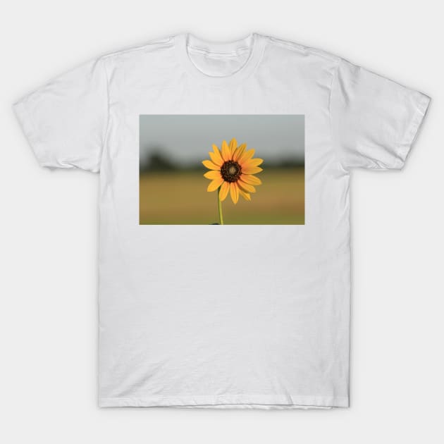 Kansas Wild Sunflower shot closeup T-Shirt by ROBERTDBROZEK